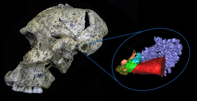 Paranthropus robustus SK46 cranium- Science Advances