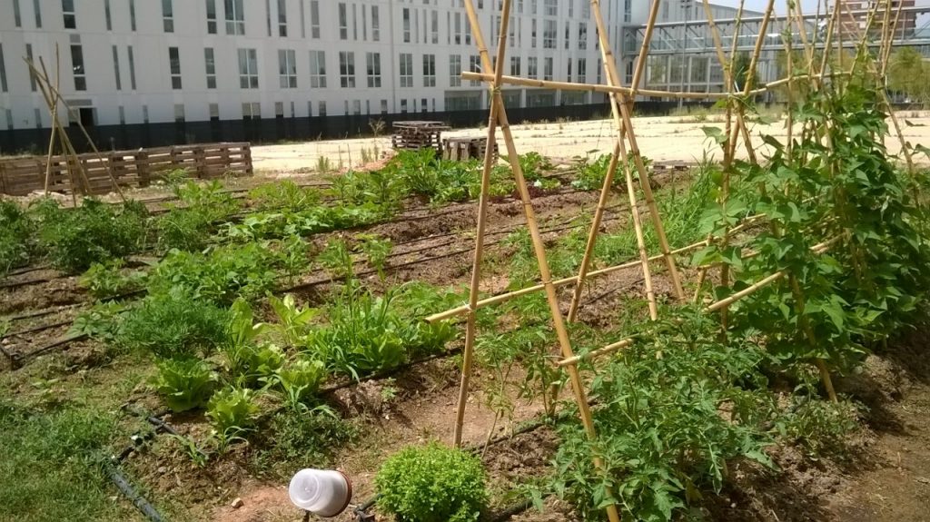hortsocialsurv1