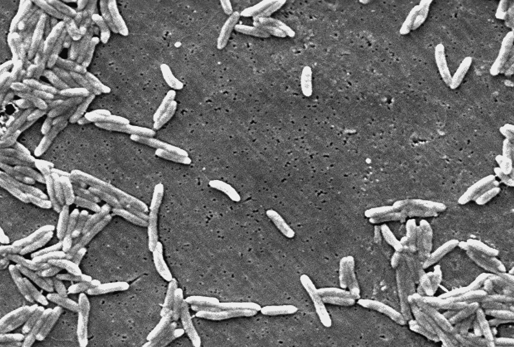 Campylobacter