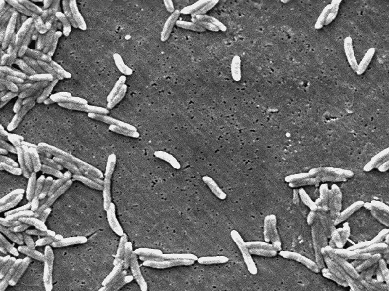 Campylobacter
